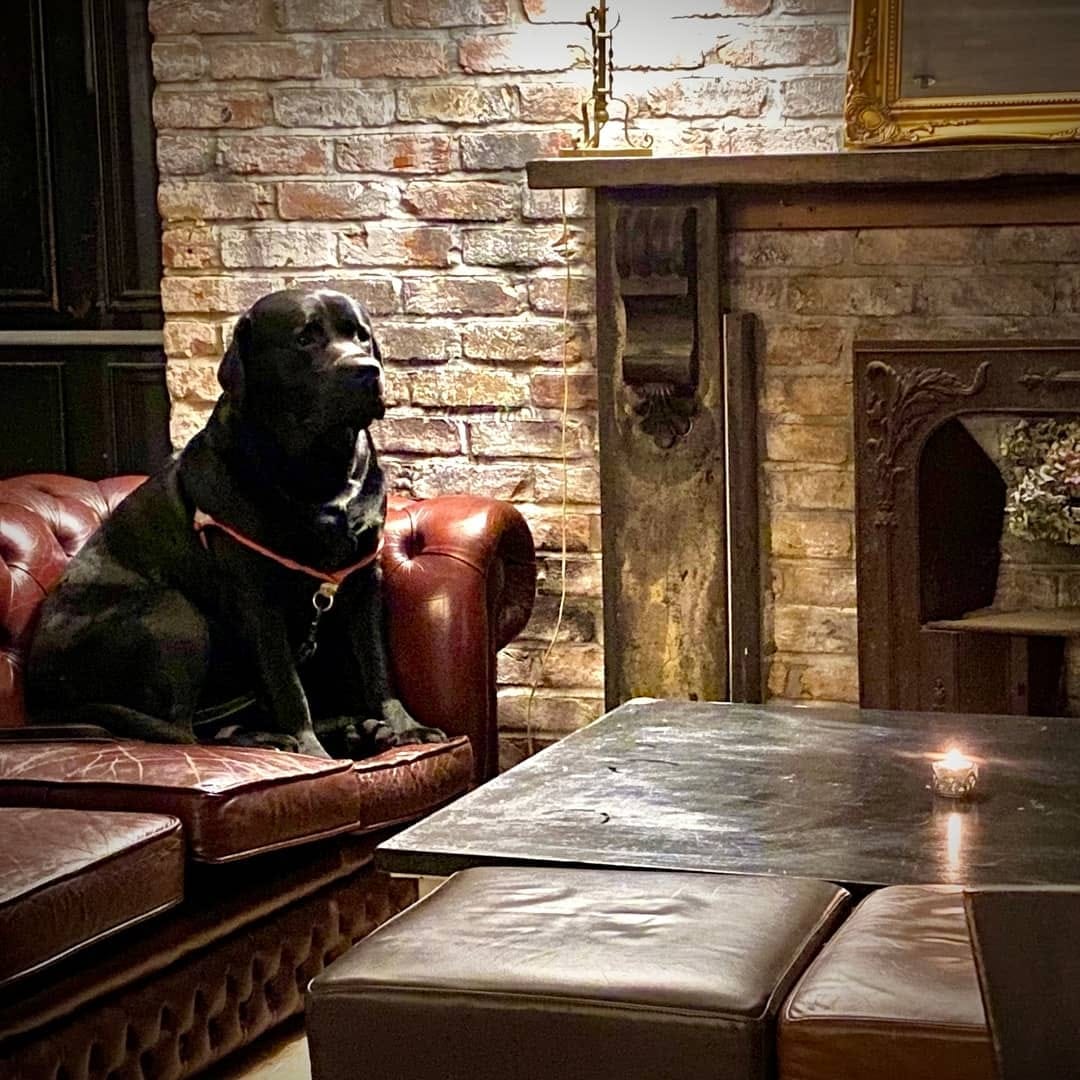 A pub dog in Magpie and Stump, a pub in St Paul's London