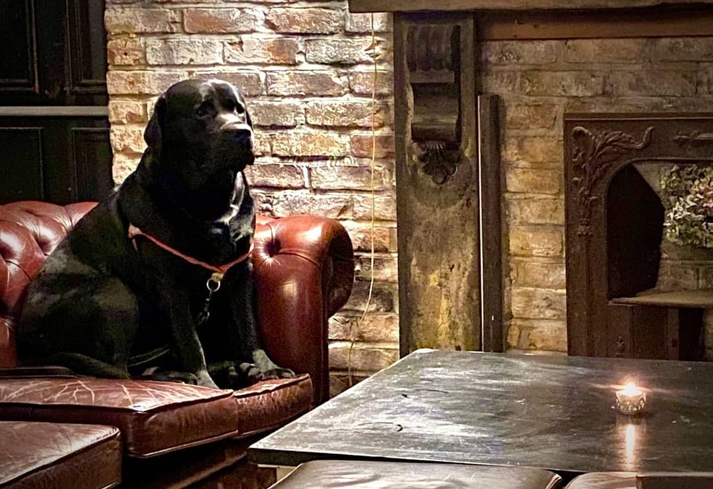 A pub dog in Magpie and Stump, a pub in St Paul's London