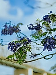 Brisbane | Jacaranda Tree