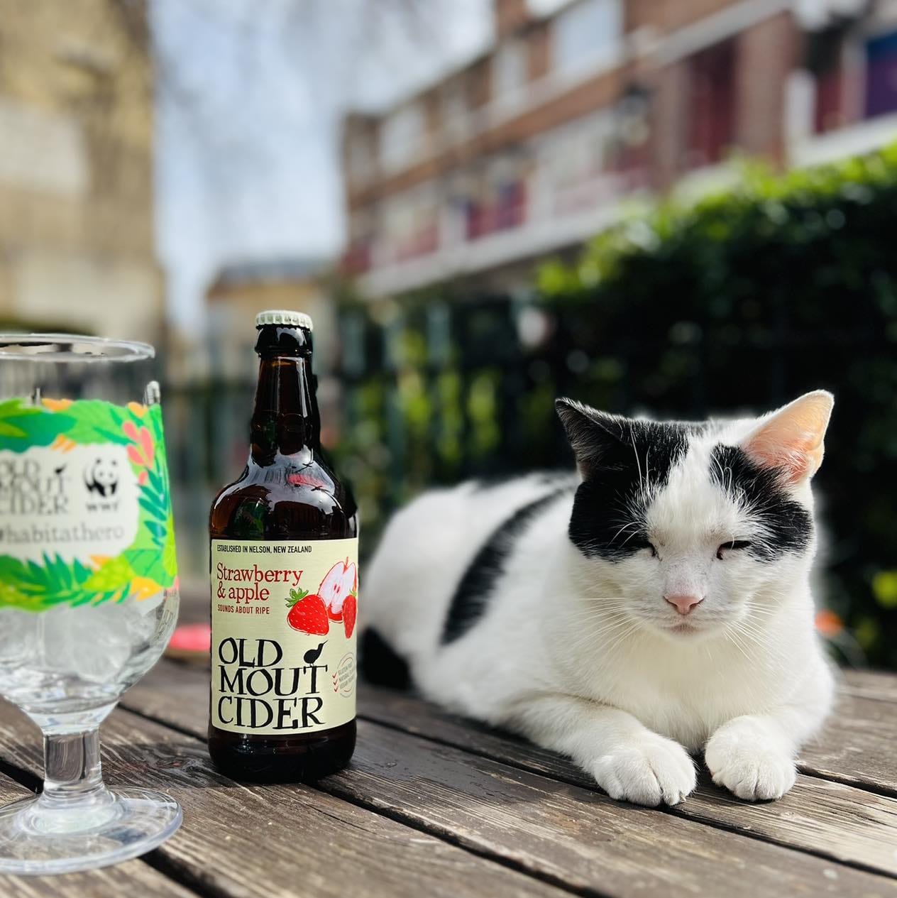 cat with a bottle of cider at the London Bridge bar the Horseshoe Inn pub